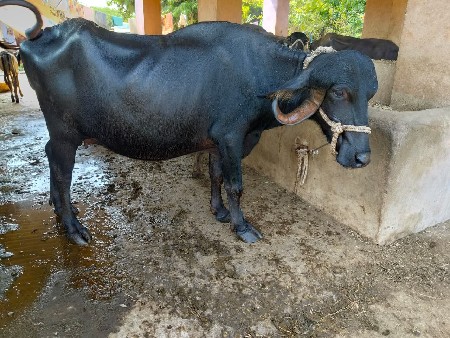 જાફરી ખડેલી
