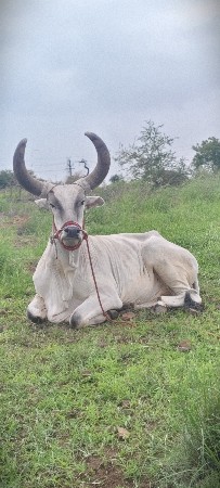 ગોઢલા વેચવાના છે