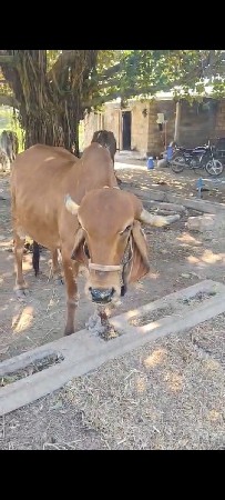 ગાય વેચવાની છે