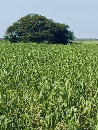 લીલુ