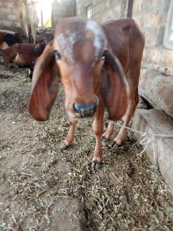 ગીર હોડકી વેચવાની છે