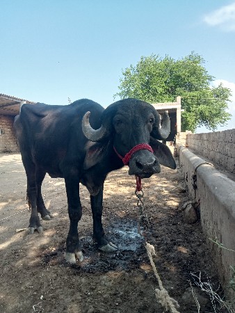 khadeli vechvani chhe