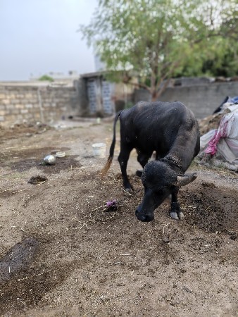 આ ભેંસ વેચવાની છે ટોટલ જવાબદારી