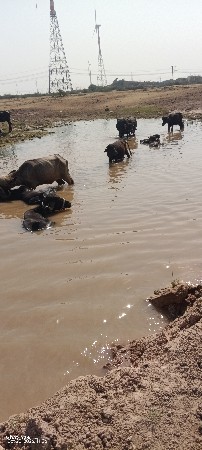 10 ખડેલા ને એક 2 વરસ નો પાડો