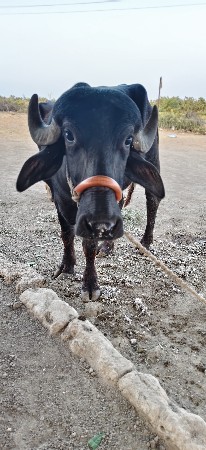 આખડેલી  વેશવાનીસે.