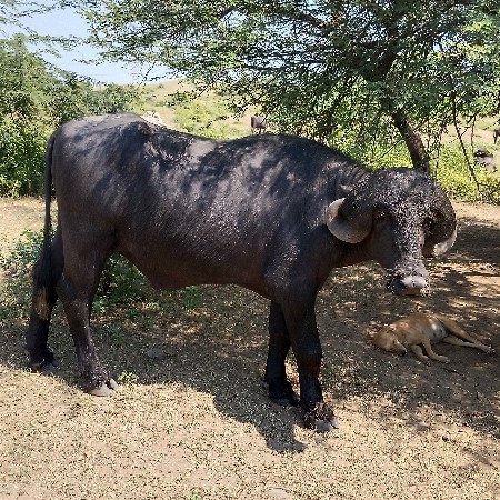પાડો વેચવાનો છે
