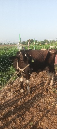 2 મહીના ને 20 દીવસ ગાભણ સેક પાસ