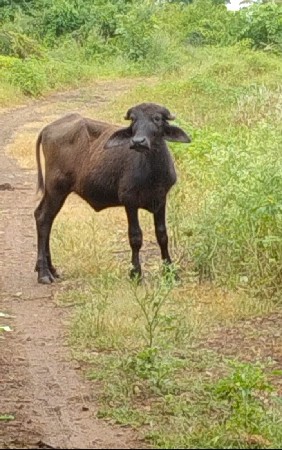 પાડી વેચવાની છે