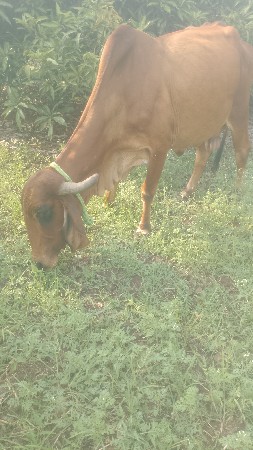 ગાય ને 3 જુ વેતર સે