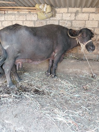 અઢી મહિના નો ગાભ
