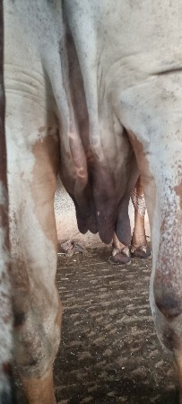 ગાય વેચવાની છે