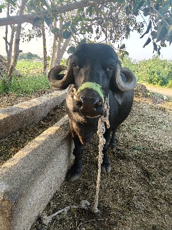 ભેંસ વેચવાની છે