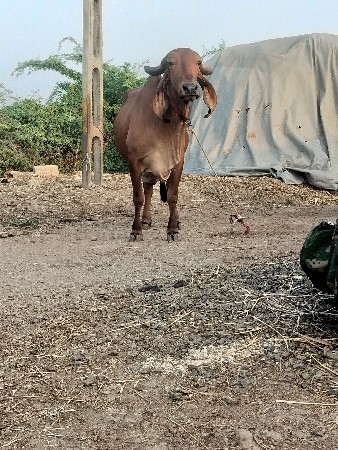 ગિર ગાય દેવાનિછે
