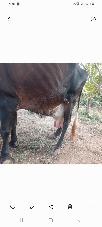 ગાય