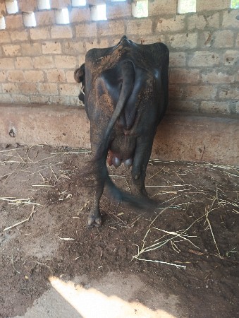 પેલાશવેતરનીખઙેલૃવેચવાનૃછે