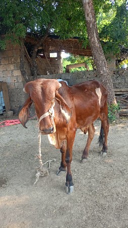 ગોઢલા