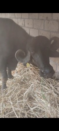 ભેંસ વેચવાની છે