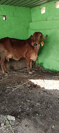 બીજુ વેતર સે