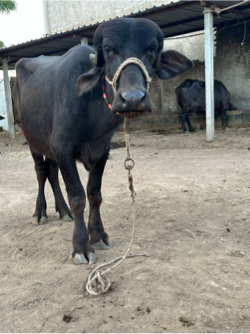 જાફરાબાદી પાડી વેચવાની છે