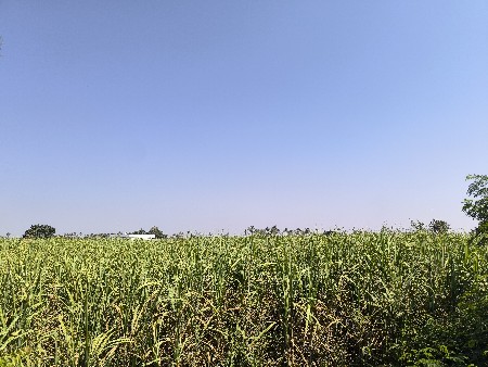ઘાસ ચારા માં શેરડી વેચવાની છે
