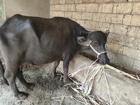 દસ દિવસની વીણેલી ચાર 4લીટર દૂધ
