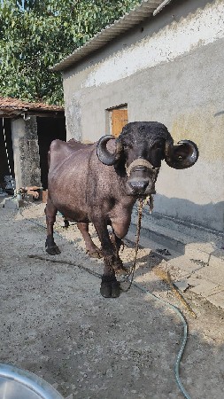 ૩ વેતર માં ભેંસ વેચવાની છે