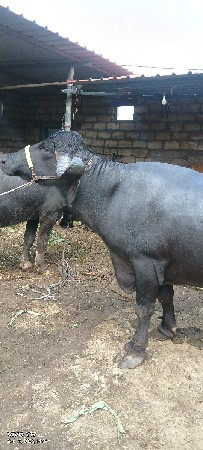 આ ભેંસ વેચવાની છે