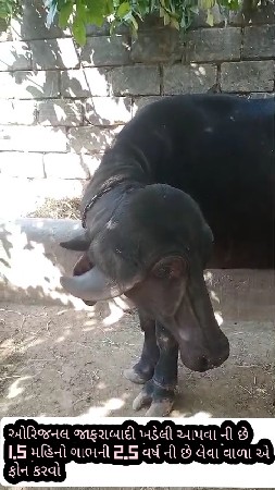 2.5 વર્ષ ની છે 1.5 મહિનો ગાભની