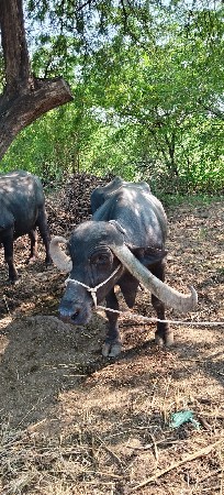 4    વેતર   ૪લીટરદુધ