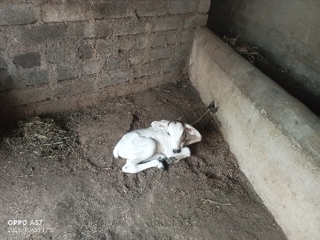 3 વેતર