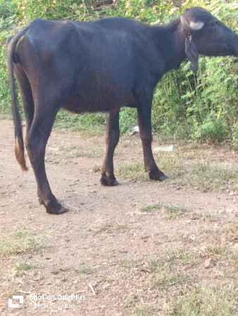 પ