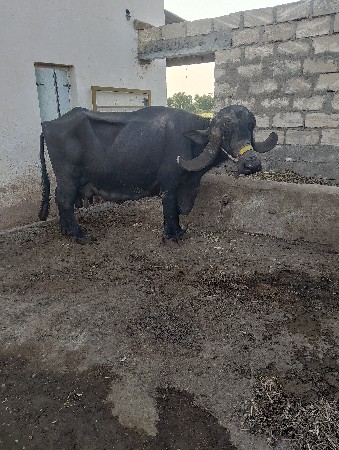 ભેસ વેચવાની. છે.
