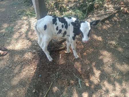 જર્સી ગાય વેચવાની છે
