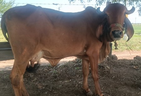 ગાય વેચવાની છે
