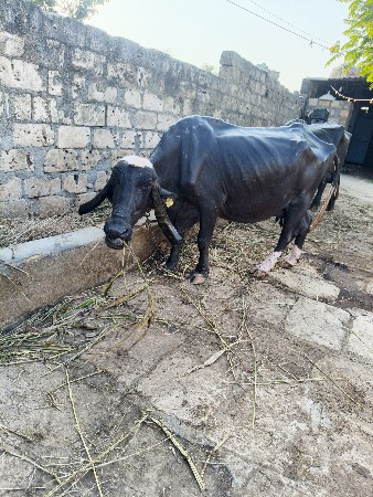 ભેશ વેચવાની છે