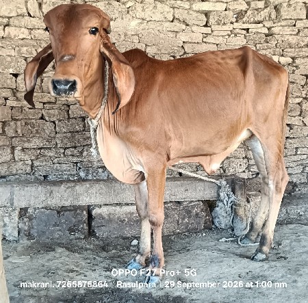 6  ગીર.ગાય વેચવાની છે