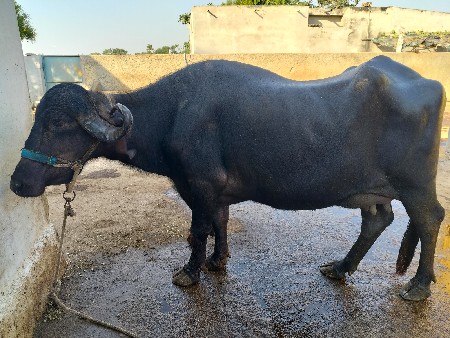 ભેંશ વેચવાની છે