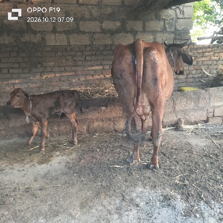 આ ગાય વેચવાની છે