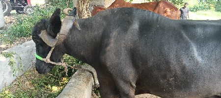 પાંચ સાડા પાંચ લીટર દૂધ...