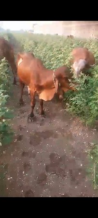 ગીર વાછડો