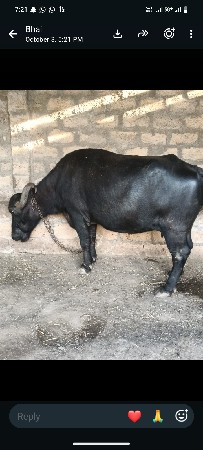 9723698231