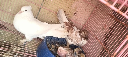 કબુતર નું જોટો વેચવાનું છે