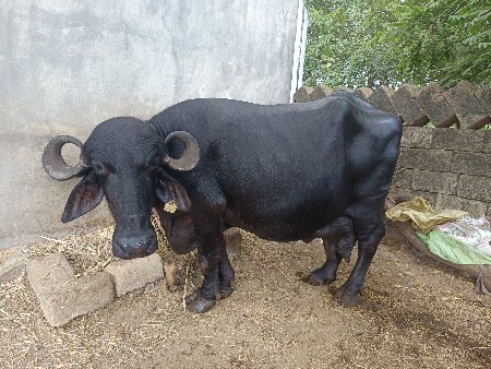 ભેંસ વેચવાની છે