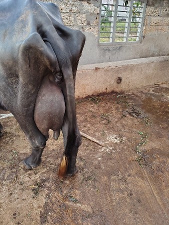 bhes vechavani se