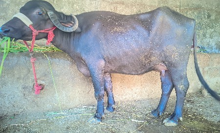 ભેંશ