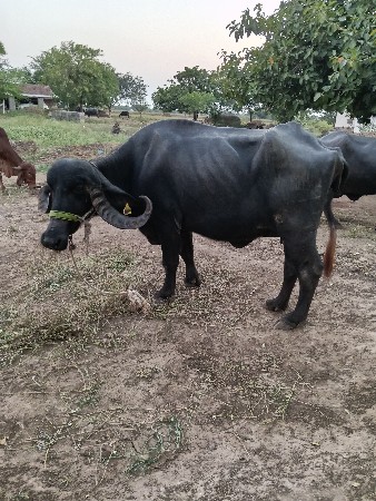 બીજા વેતર ની સે