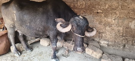ભેંસ વેચવાની છે