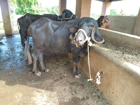 જાફરી ખડેલી