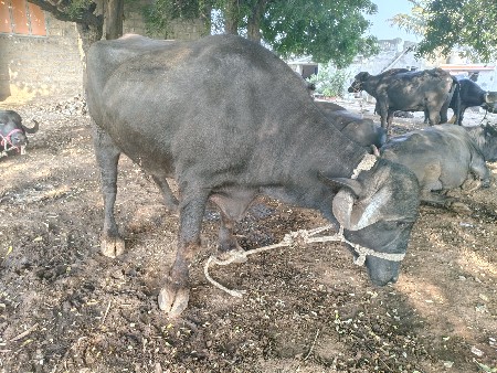 13.ભૅસ. વૅચવાનીછૅ.