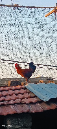 દેશી મરઘા દેવાના સે